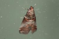 Acrobasis advenella