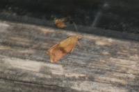 Celypha striana