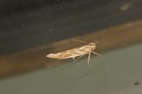 Pyroderces argyrogrammos