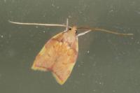 Carcina quercana