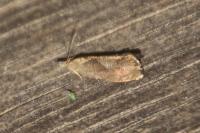 Dichrorampha simpliciana