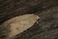 Caradrina clavipalpis