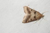 Stemmatophora brunnealis