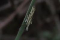 Agriphila