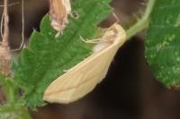 Rhodometra sacraria