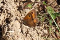 Pyronia tithonus
