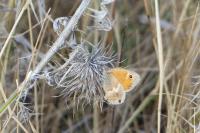 Coenonympha pamphilus
