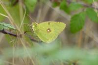 Colias crocea
