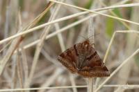 Euclidia glyphica