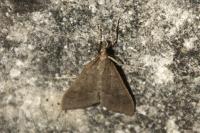 Mecyna asinalis