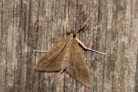 Mecyna asinalis