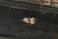 Cochylis atricapitana