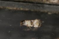Cochylis atricapitana