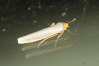 Eilema caniola