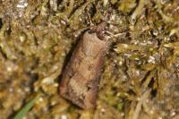 Agrotis ipsilon