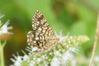 Chiasmia clathrata
