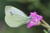 Pieris napi