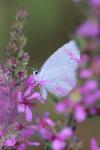 Celastrina argiolus
