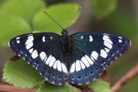 Limenitis reducta