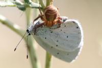 Celastrina argiolus