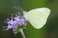 Pieris rapae