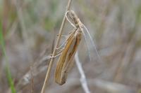 Agriphila tristella