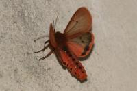 Phragmatobia fuliginosa