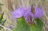 Pyrausta purpuralis