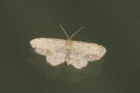 Idaea dimidiata