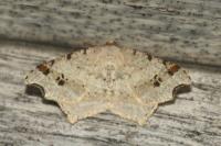 Macaria alternata
