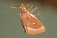 Lasiocampa trifolii