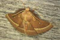 Lasiocampa trifolii