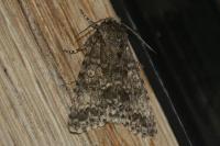 Acronicta megacephala