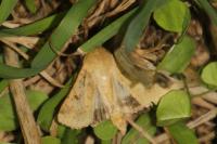 Helicoverpa armigera