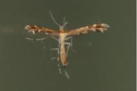 Oxyptilus