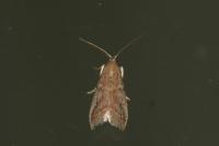 Ephestia