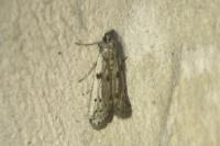 Phycitodes binaevella