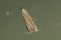 Phycitodes