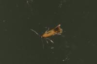 Coptotriche marginea