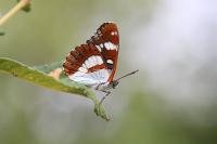 Limenitis reducta