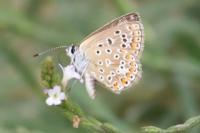 Polyommatus icarus