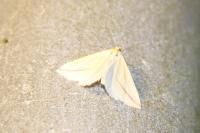 Rhodometra sacraria
