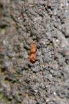 Celypha striana