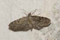 Eupithecia virgaureata