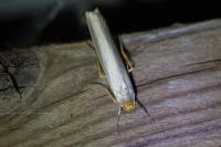 Eilema caniola
