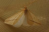 Rhodometra sacraria