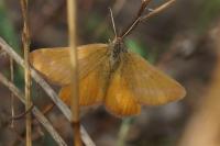Lythria cruentaria