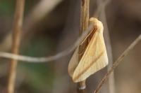 Rhodometra sacraria