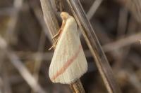 Rhodometra sacraria