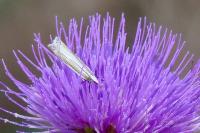 Crambus pascuella